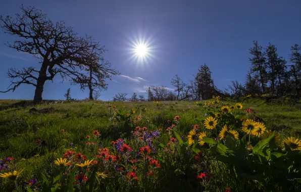 Картинка деревья, цветы, луг, Орегон