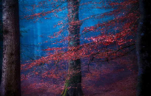 Осень, деревья, природа, дымка, синий туман