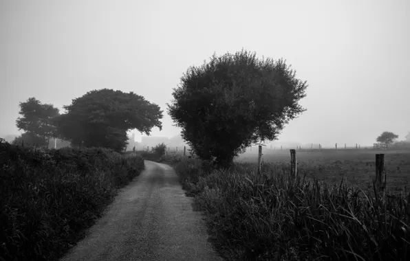 Road, trees, farm, foggy