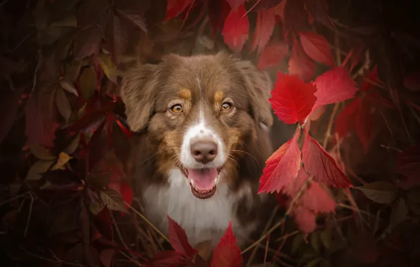 Картинка осень, язык, глаза, взгляд, морда, листья, ветки, собака