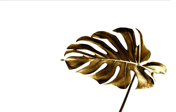 Лист, стиль, золото, белый фон, gold, style, leaf, monstera