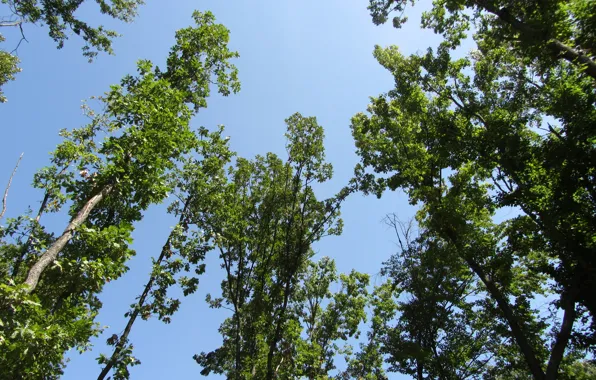 Nature, forests, Trees