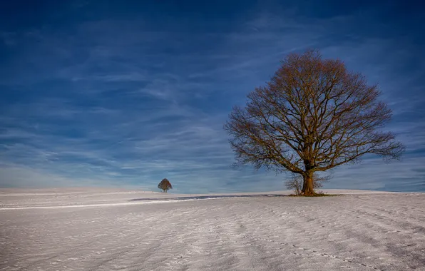 Картинка поле, небо, облака, снег, деревья