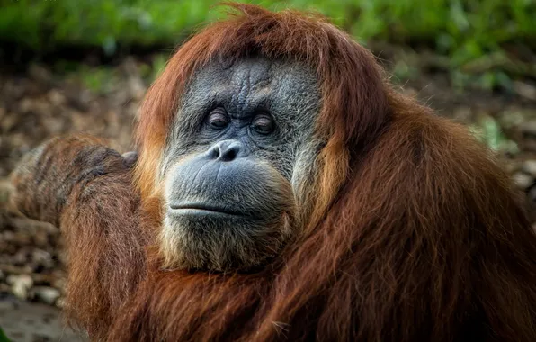 Картинка природа, портрет, Sumatran Orangutan