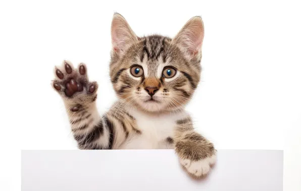 Кошка, взгляд, поза, котенок, портрет, лапки, белый фон, мордашка