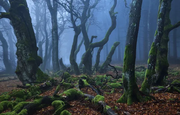 Картинка лес, деревья, природа, туман, мох, Kilian Schönberger