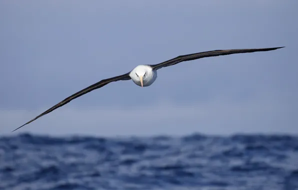 Море, птица, полёт, Campbell's Albatross, Thalassarche impavida