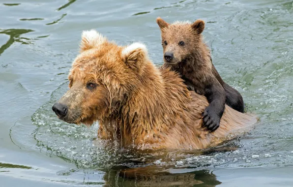 Картинка вода, медведи, купание, медвежонок, медведица, Гризли