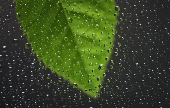 Стекло, дождь, капля, окно, листки, стёкла, литья