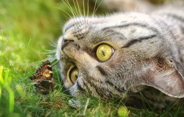 Кошка, трава, глаза, кот, взгляд, морда, природа, серый