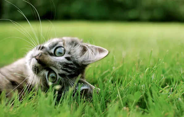 Картинка кошка, трава, кот, милота