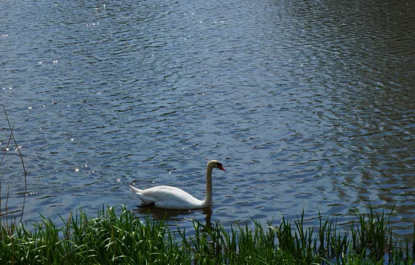 White, swan, bird, water, lake
