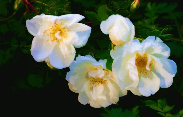 Картинка цветы, темный фон, розы, белые