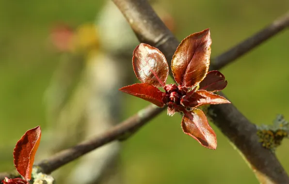 Spring, plant, twig