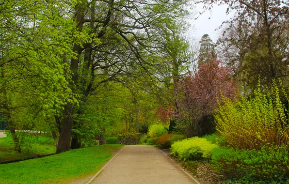 Park, tree, spring, plants, alley