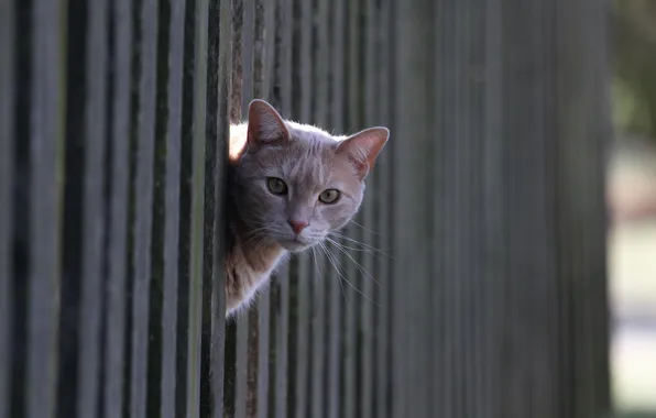 Картинка кошка, взгляд, забор
