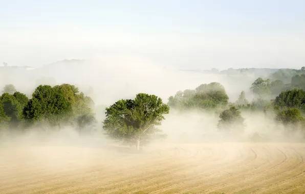 Картинка поле, пейзаж, туман