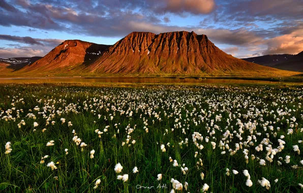 Лето, горы, вечер, Исландия, Июль, болотное растение Пушица, Суганда-фьорд