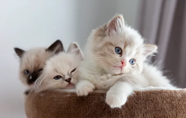 Кошка, кошки, природа, котенок, котята, мех, мордашка, боке