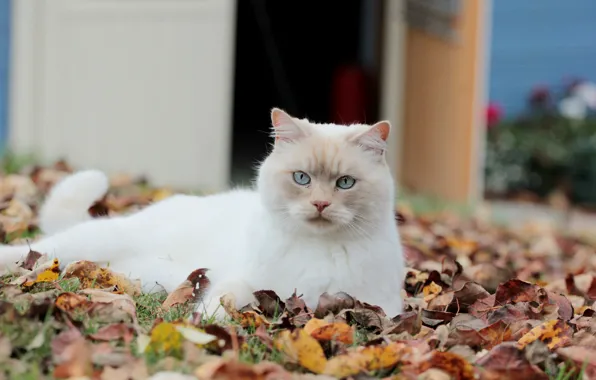 Картинка кошка, взгляд, листья, белая, опавшие, осенние