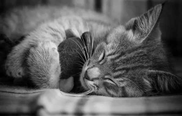 Картинка Cat, Kitten, Nice, Sleep