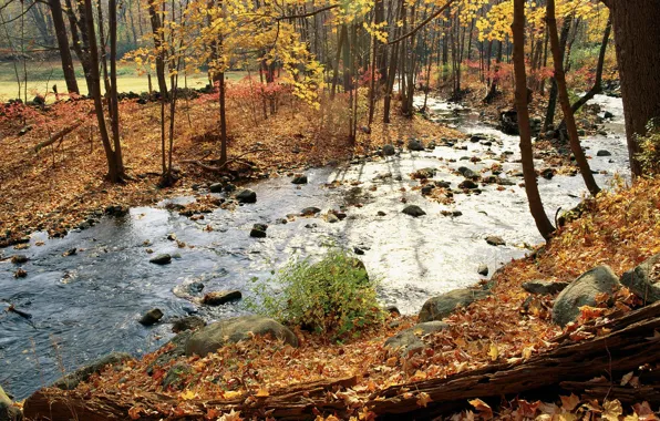 Картинка осень, река, листя