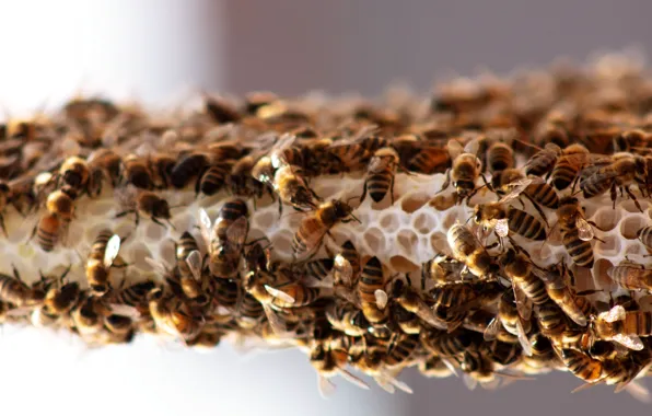 Насекомые, обои, картинка, пчёлки, insect, пчёлы, bees, фон дисплея