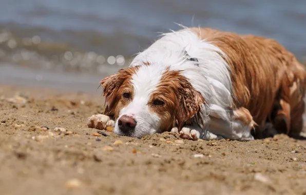 Лето, собака, мокрая