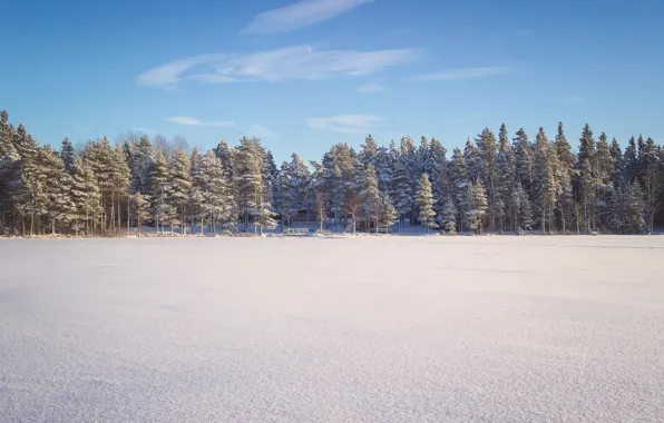 Картинка лед, лес, снег, деревья, озеро, Зима