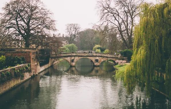 Картинка деревья, отражение, река, Англия, канал, Кембридж, Клэр мост