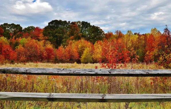 Картинка осень, лес, небо, трава, листья, деревья, природа, забор