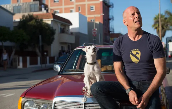 Собака, кадр, тачка, Брюс Уиллис, Bruce Willis, боевик, криминал, комедия