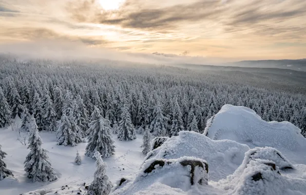 Зима, лес, снег, Germany, Lower Saxony