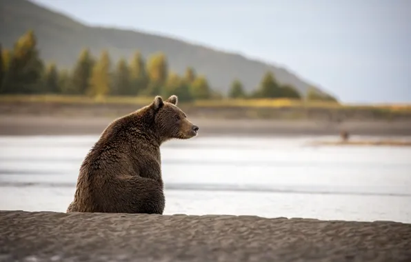 Лес, берег, медведь, сидит, бурый медведь, водоем