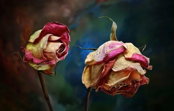 Картинка цветы, природа, розы
