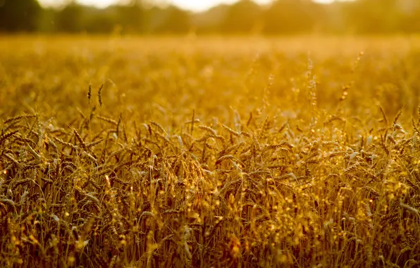 Картинка пшеница, поле, солнце, настроение, колоски