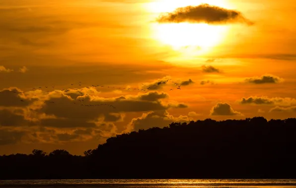 Небо, облака, деревья, закат, природа, озеро, птица