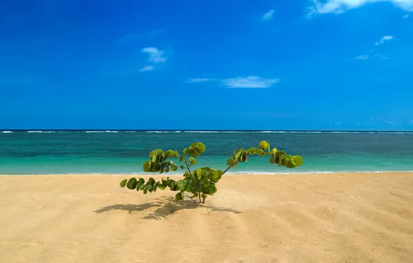 Картинка море, берег, побережье, пейзажи, растение, куст, Бали, индонезия