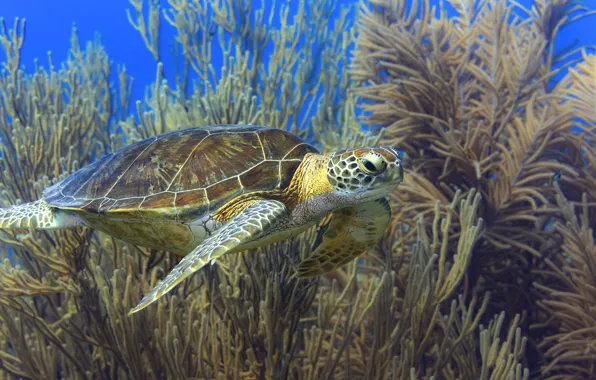 Море, черепаха, подводный мир, морская черепаха