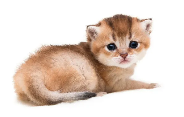 Кошка, взгляд, поза, котенок, малыш, рыжий, милый, белый фон