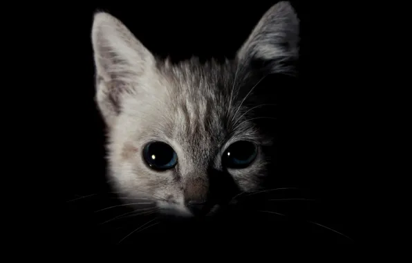 Кошка, кот, взгляд, темнота, котенок, портрет, черный фон, котёнок