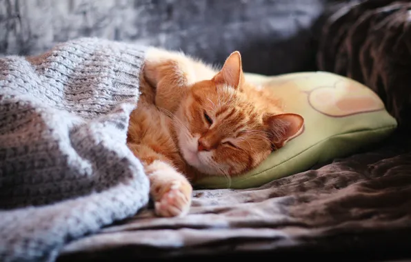 Картинка кошка, кот, морда, уют, диван, сон, лапы, покрывало