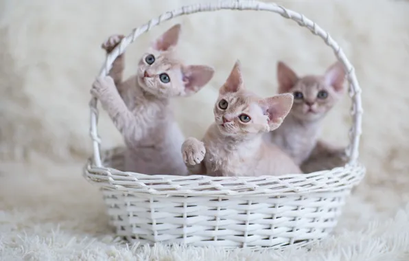 Картинка взгляд, малыш, котёнок, корзинка, трое