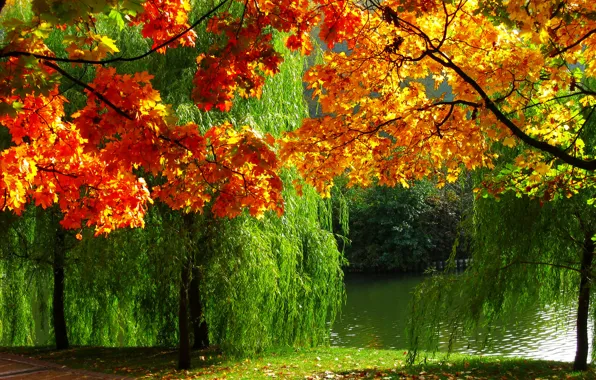 Картинка осень, природа, река, фото, листва, Лес