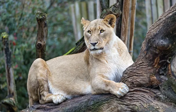 Картинка кошка, взгляд, коряга, львица, ©Tambako The Jaguar