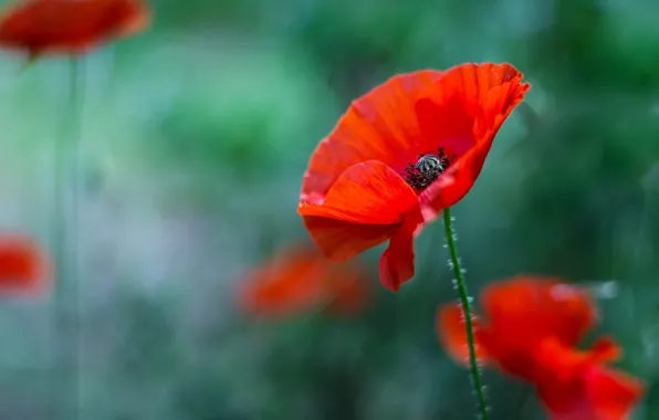 Картинка красный, мак, маки, зеленый фон, боке