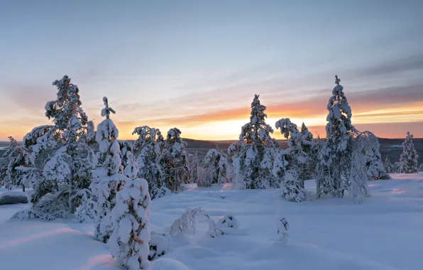 Зима, снег, деревья, сугробы, Швеция, Sweden, Overtornea, Эвертурнео
