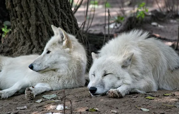 Картинка predator, wolf, portrait, portrait., Canis lupus. face