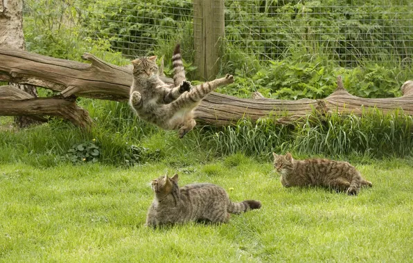 Трава, игры, дикая кошка, кунг-фу, Шотландская, The Scottish Wildcat