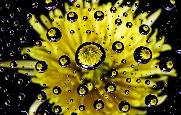 Картинка цветок, вода, капли, одуванчик